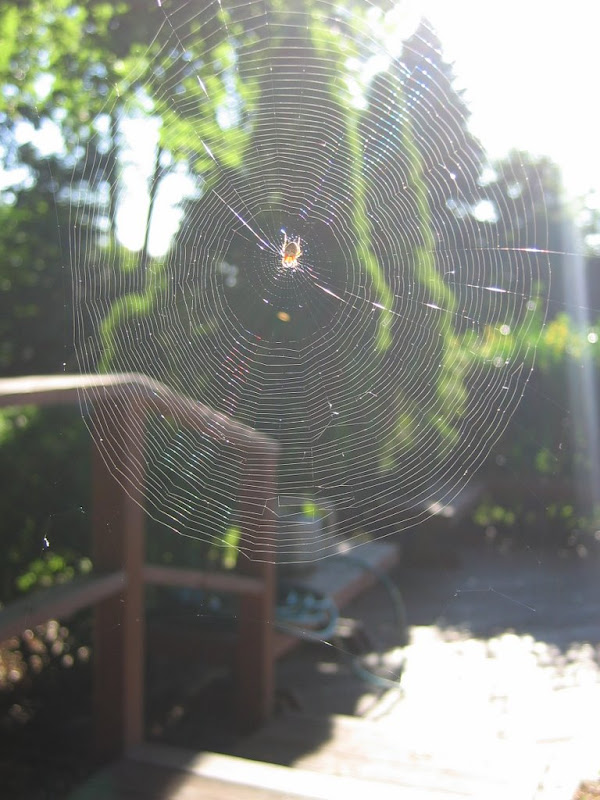 Spiders Web On our Deck