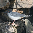 Swallow tailed gull