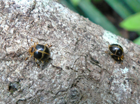 Spotting Image 1