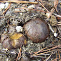 Earthball