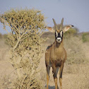 Roan Antelope