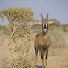 Roan Antelope