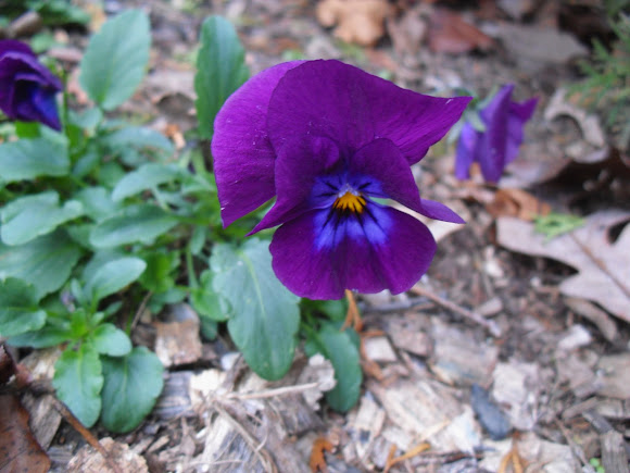 Spotting Image 1
