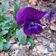 Pansy
