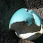 Hatched robin egg