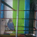 Parrots