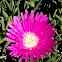 Flor de la Doca