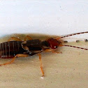 Earwig (male)
