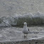 Black-backed gull