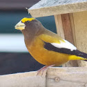 Evening Grosbeak