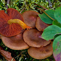 Half-Blooded Cortinarius