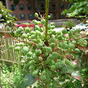Oregon grapeholly