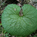 Garlic mustard