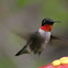 Ruby-throated Hummingbird
