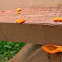 Orange Bracket Fungi