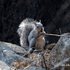Western Gray Squirrel