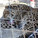 Amur Leopard
