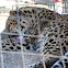 Amur Leopard