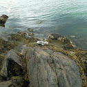 Harbour seal 