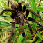 Tarantula?