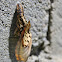 Garden Acraea