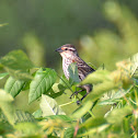 Red-winged Blackbird