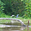 Garceta Azul/Little Blue Heron