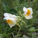 Butter-and-eggs