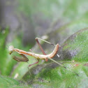 Pray mantis