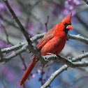 Northern Cardinal