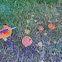 fly amanita - fliegenpilz (german) vliegenzwam (dutch)