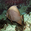 French angelfish