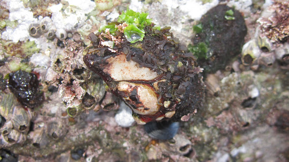 Spotting Image 1