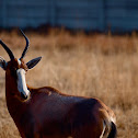 Blesbok