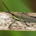Grasshopper