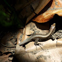 Whiptail lizard