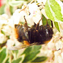 Buff-tailed Bumblebee