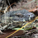Lace Monitors