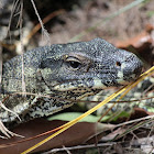 Lace Monitors
