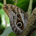 Owl Butterfly