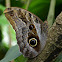 Owl Butterfly