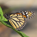 Monarch Butterfly