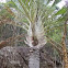 Triangle Palm