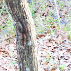 Cuban Brown Anole