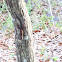 Cuban Brown Anole