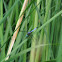 Blue Dasher