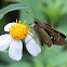 skipper butterfly