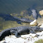 American Alligator