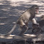 Long-Tailed Macaque
