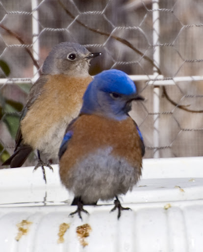 Pictures Of Bluebird - Free Bluebird pictures 